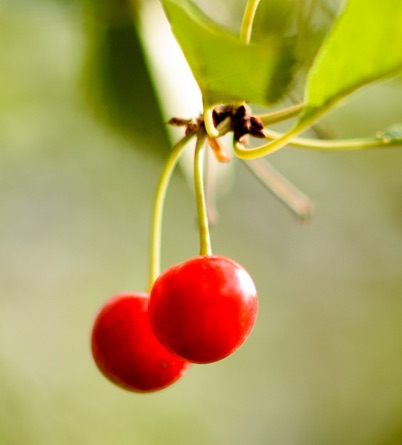 Cherries photo homepage